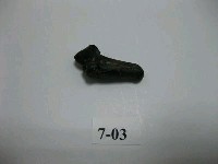 藏品(虎齒)的圖片